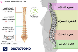 تشريح العمود الفقرى