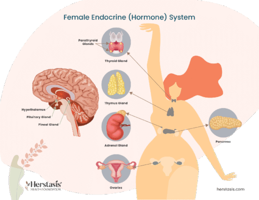 الغدد والهرمونات الأنثوية في جسم المرأة