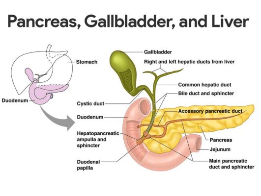 خلاصة: كيف تدير عسر الهضم المزمن بصورة سليمة؟