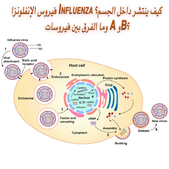 فيروس الإنفلونزا Influenza كيف ينتشر داخل الجسم؟ وما الفرق بين فيروسات A وB؟