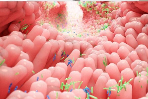 آلية عمل السلفاسالازين داخل القولون