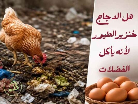 هل الدجاج خنزير الطيور