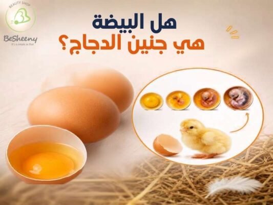 هل البيضة هي جنين الدجاج