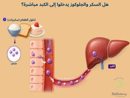 السكر يدخل إلي الكبد